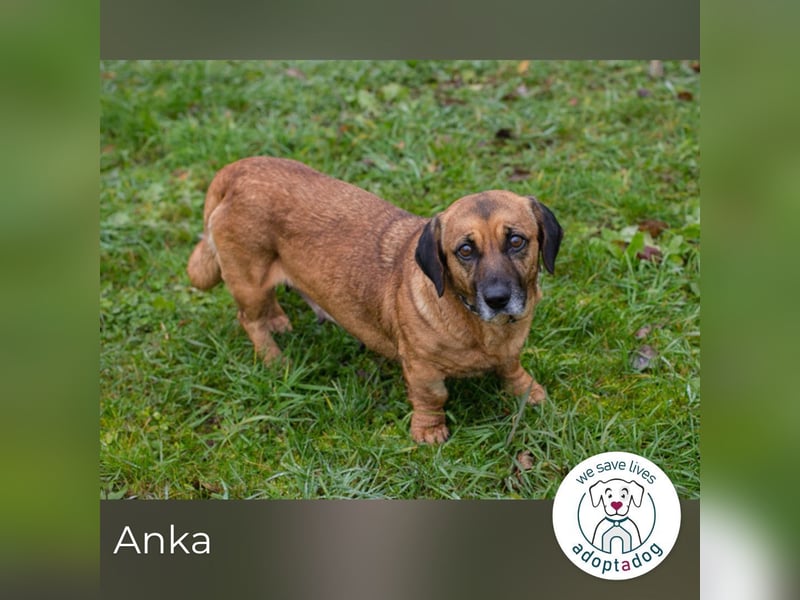 Anka sucht ein Zuhause
