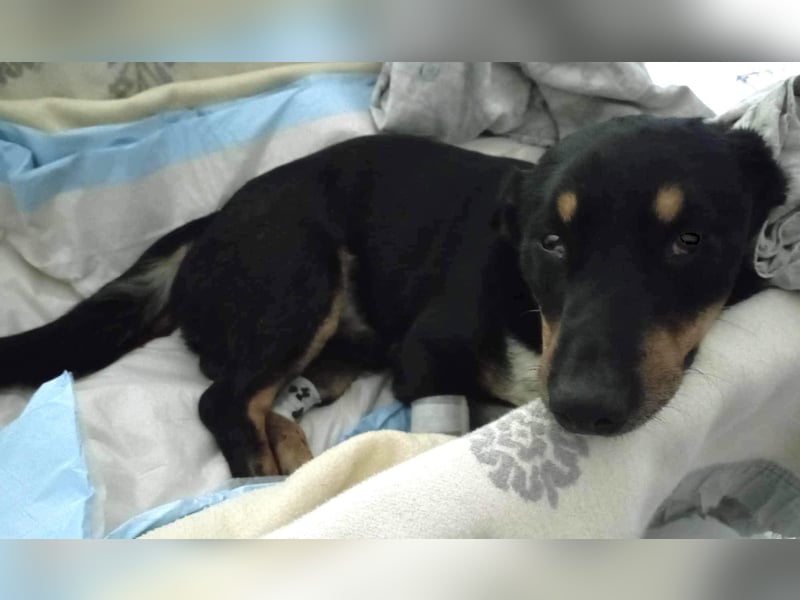 Sidney: Ein Wunder auf vier Pfoten