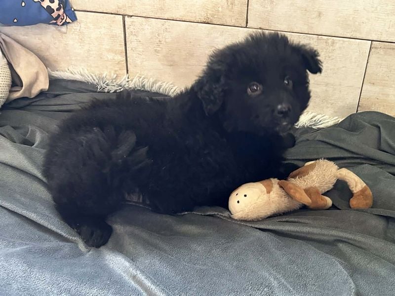 Chip 275371 sucht ein Zuhause