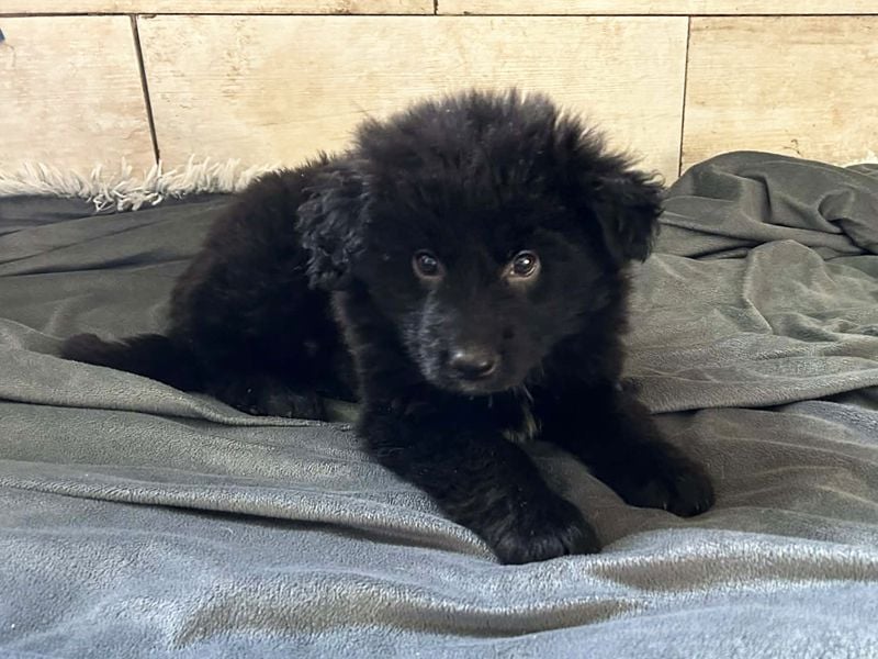 Chip 275371 sucht ein Zuhause