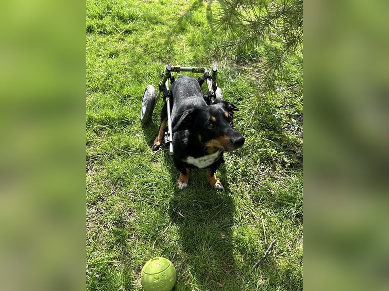 Sidney: Ein Wunder auf vier Pfoten
