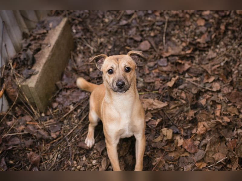 Kalle sucht ein Zuhause