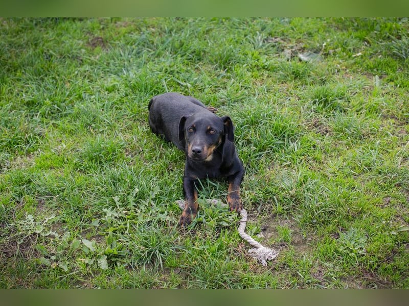 Chip 270158: sucht ein Zuhause