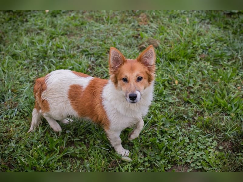 Chip 256143: Hundekind sucht ein Zuhause Chip 256143: Hundekind sucht ein Zuhause
