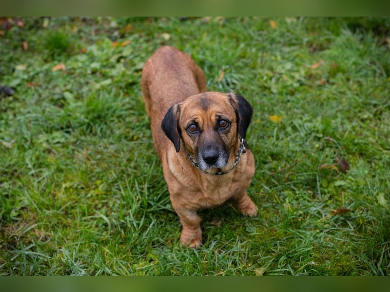 Anka sucht ein Zuhause