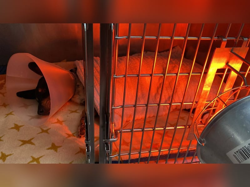 Sidney: Ein Wunder auf vier Pfoten