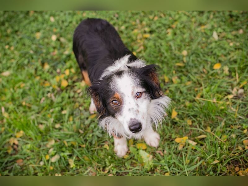 Schmittchen: Junghund sucht ein Zuhaus