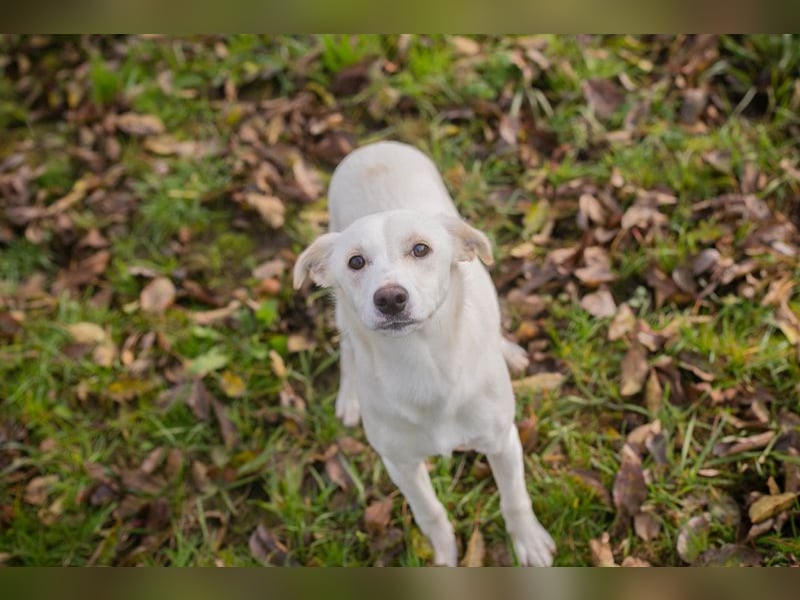 Kimani: Hundekind sucht ein Zuhause