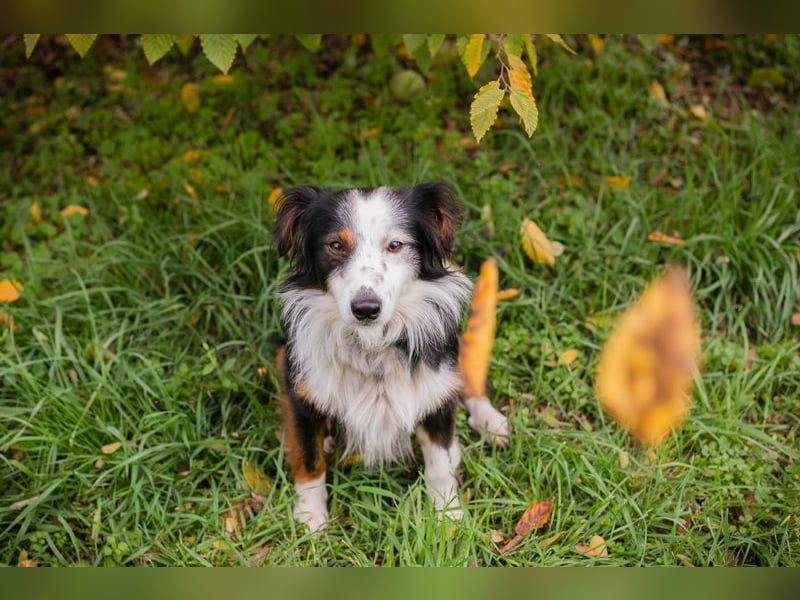 Schmittchen: Junghund sucht ein Zuhaus