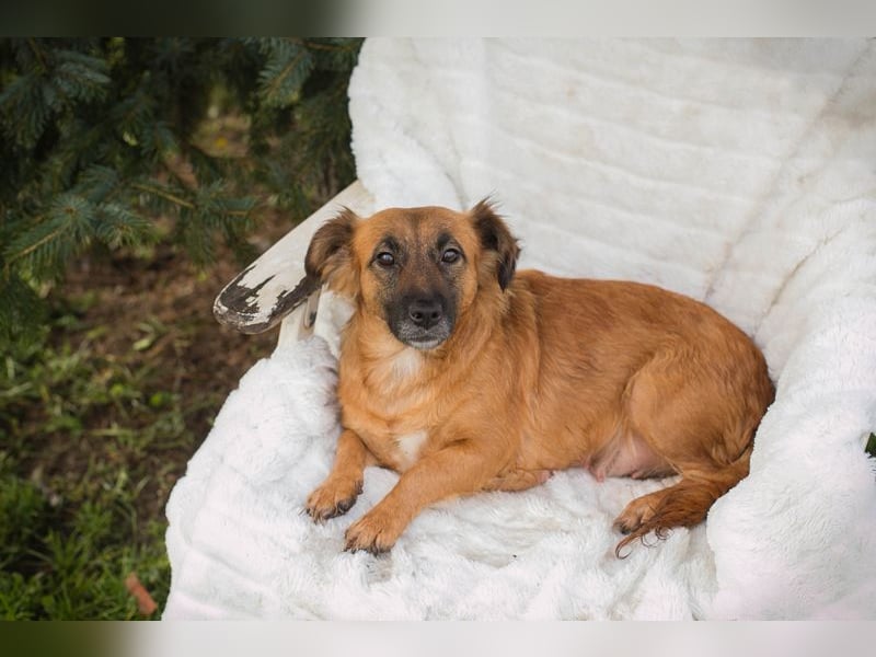 Maika sucht ein Zuhause