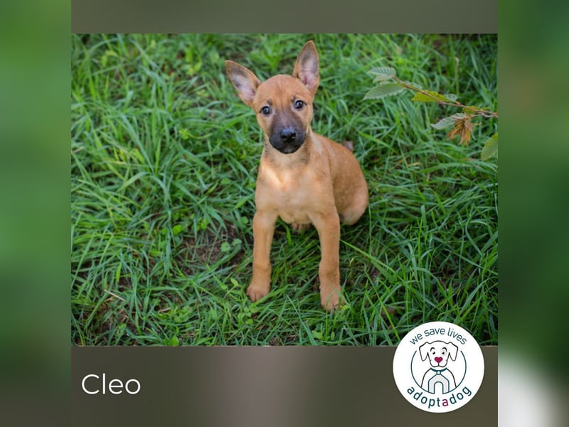 Cleo: Hundekind sucht ein Zuhause Cleo: Hundekind sucht ein Zuhause