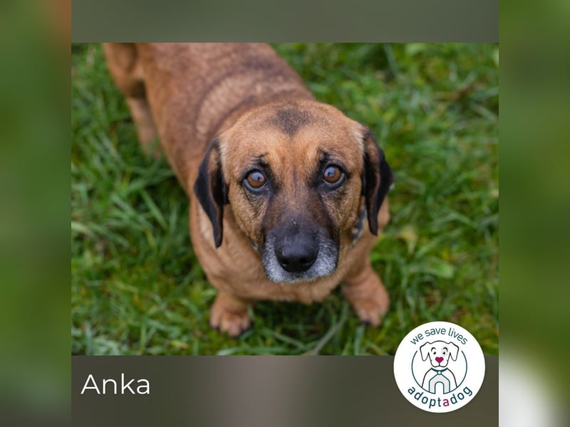 Anka sucht ein Zuhause