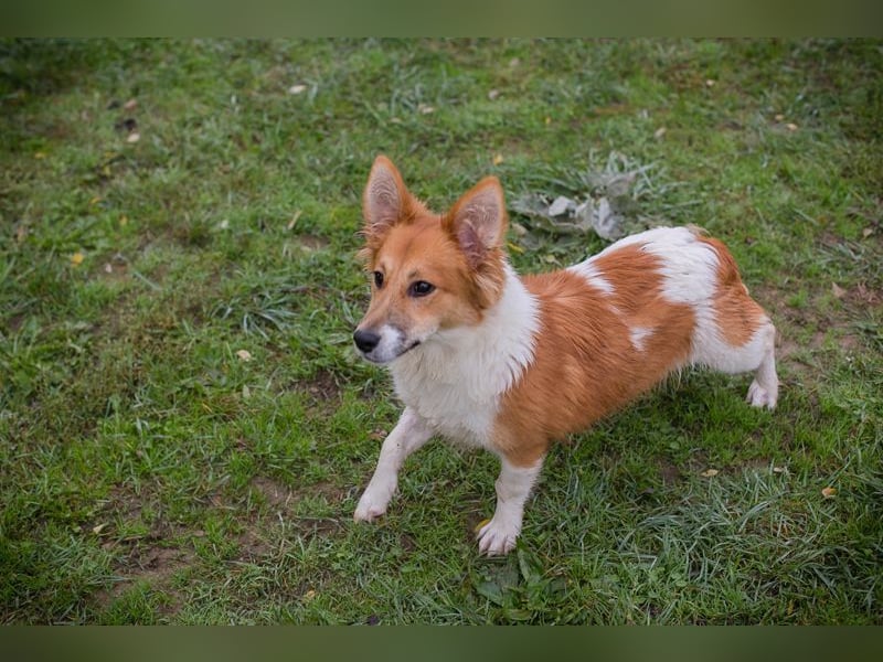 Chip 256143: Hundekind sucht ein Zuhause Chip 256143: Hundekind sucht ein Zuhause