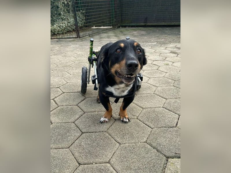 Sidney: Ein Wunder auf vier Pfoten