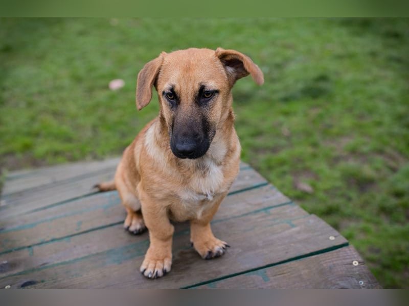 Chip 264811 sucht ein Zuhause