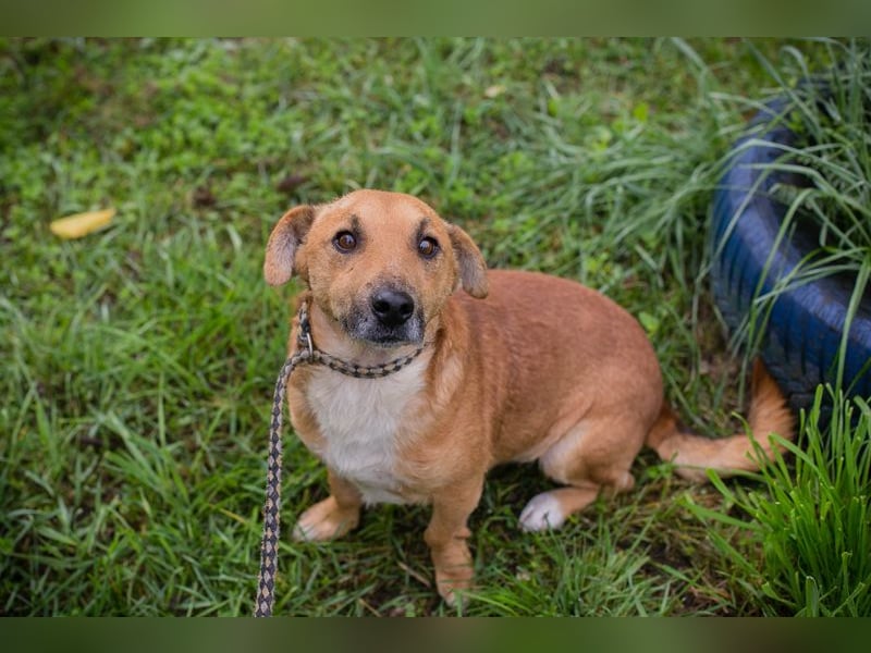 Chip 265594: Sucht ein Zuhause Chip 265594: Sucht ein Zuhause