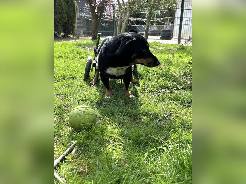 Sidney: Ein Wunder auf vier Pfoten