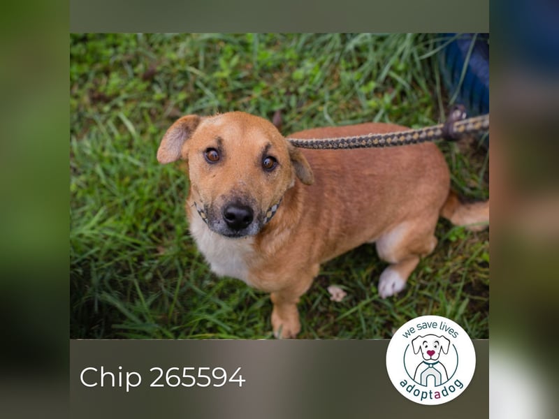 Chip 265594: Sucht ein Zuhause Chip 265594: Sucht ein Zuhause
