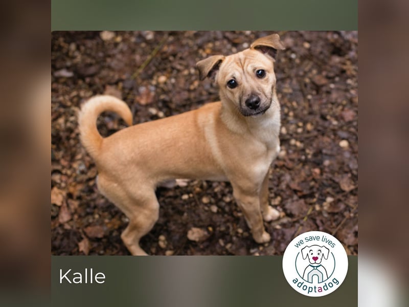 Kalle sucht ein Zuhause