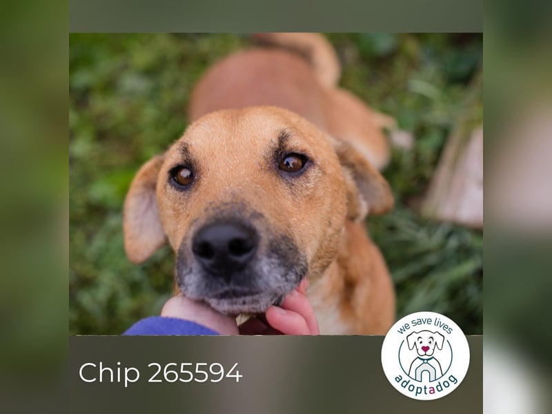 Chip 265594: Sucht ein Zuhause Chip 265594: Sucht ein Zuhause