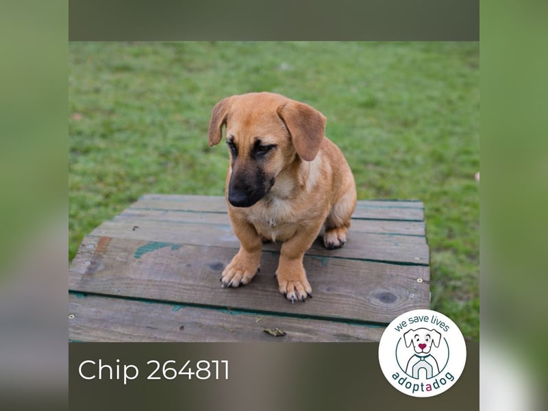 Chip 264811 sucht ein Zuhause