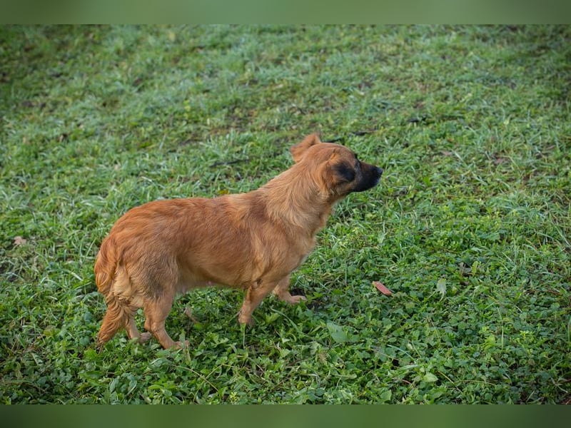 Maika sucht ein Zuhause