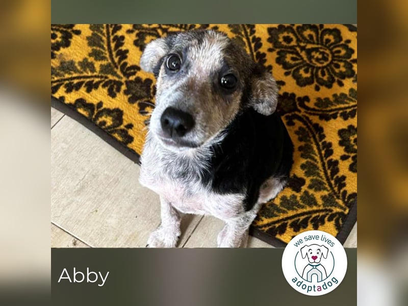 Abby: Hundekind sucht ein Zuhause Abby: Hundekind sucht ein Zuhause
