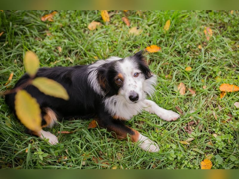 Schmittchen: Junghund sucht ein Zuhaus