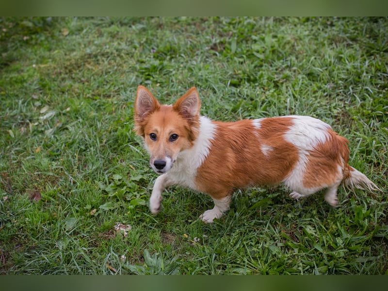 Chip 256143: Hundekind sucht ein Zuhause Chip 256143: Hundekind sucht ein Zuhause