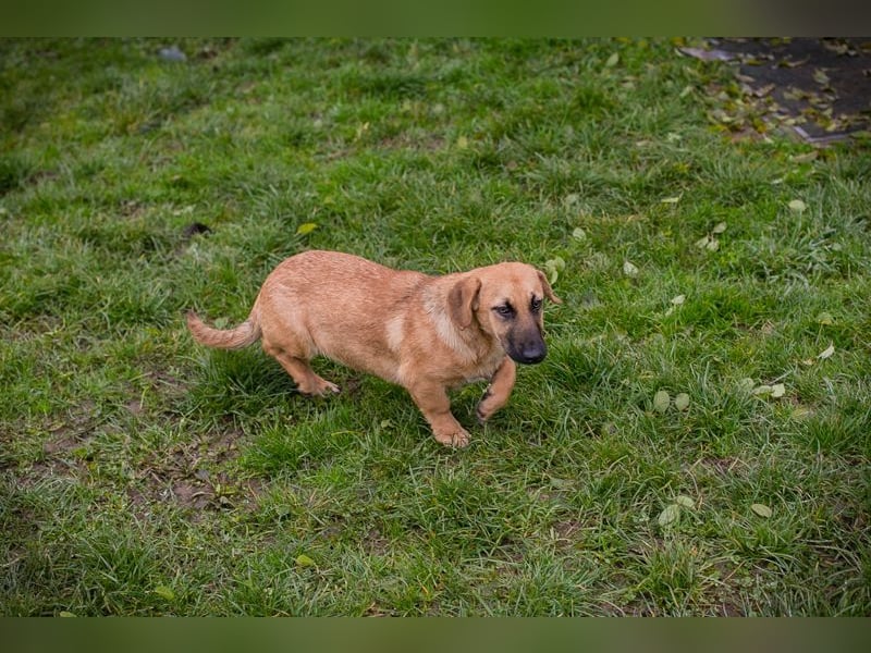 Chip 264811 sucht ein Zuhause