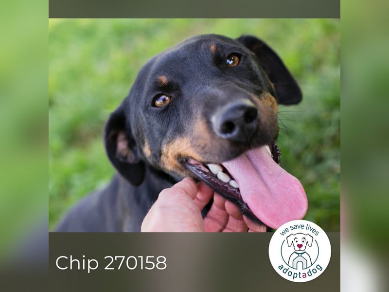 Chip 270158: sucht ein Zuhause