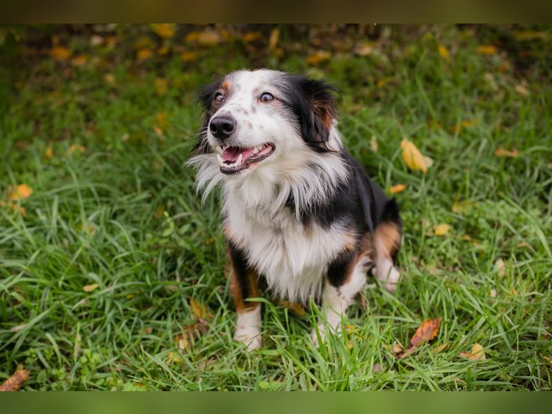 Schmittchen: Junghund sucht ein Zuhaus