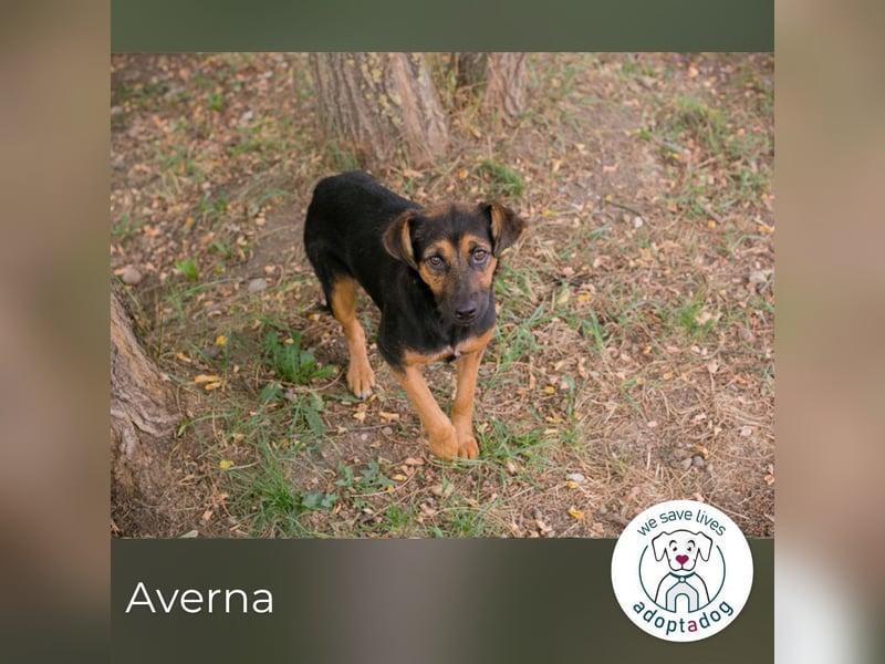 Averna: Zarte kleine Seele