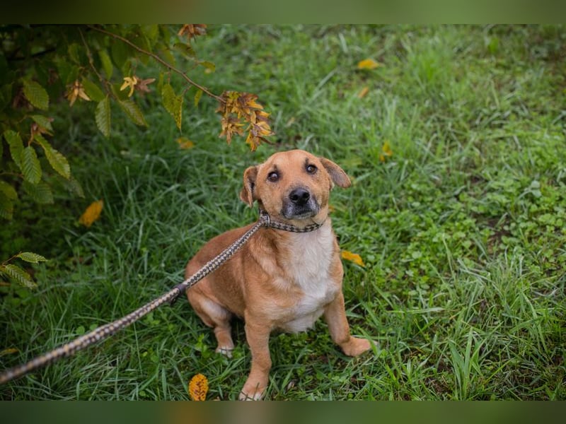Chip 265594: Sucht ein Zuhause Chip 265594: Sucht ein Zuhause