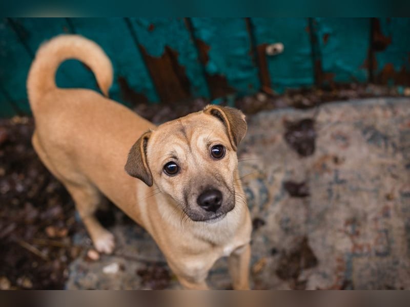 Kalle sucht ein Zuhause