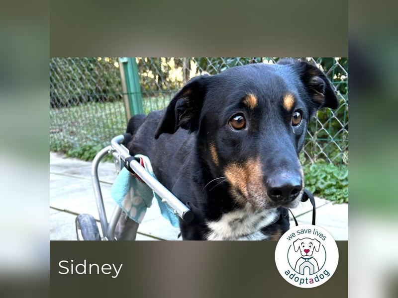 Sidney: Ein Wunder auf vier Pfoten