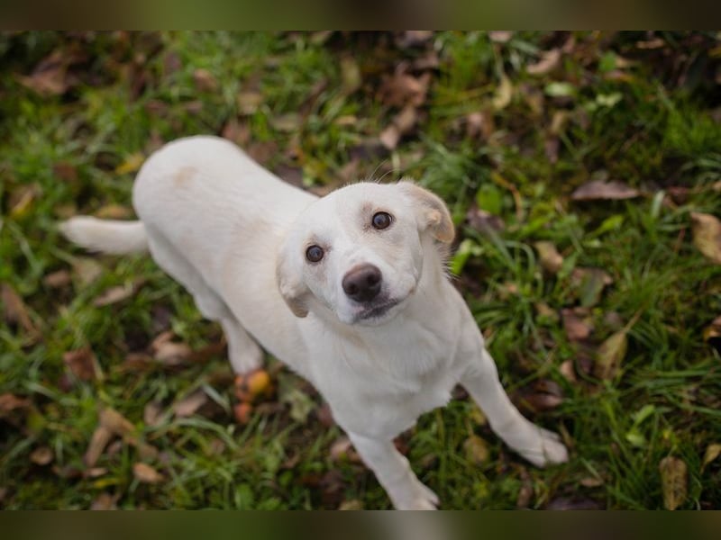 Kimani: Hundekind sucht ein Zuhause