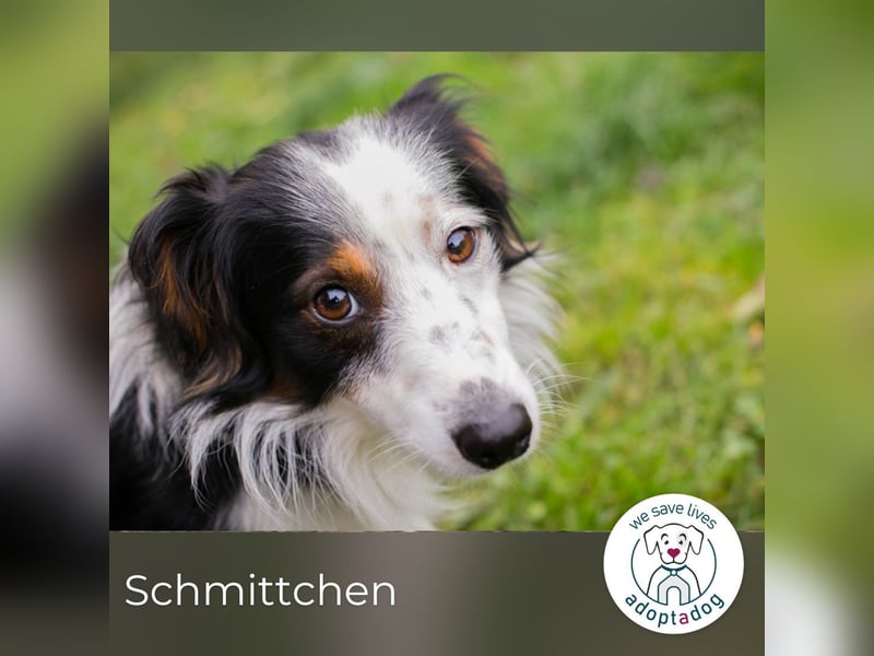 Schmittchen: Junghund sucht ein Zuhaus