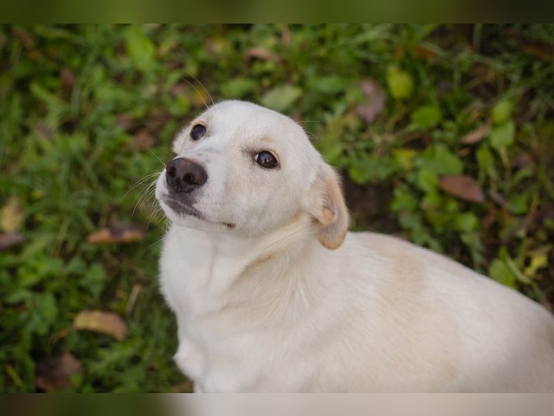 Kimani: Hundekind sucht ein Zuhause