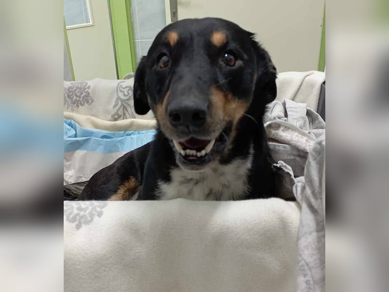 Sidney: Ein Wunder auf vier Pfoten
