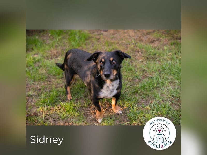 Sidney: Ein Wunder auf vier Pfoten