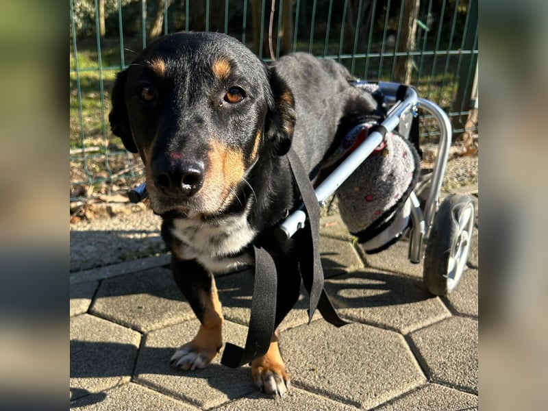 Sidney: Ein Wunder auf vier Pfoten