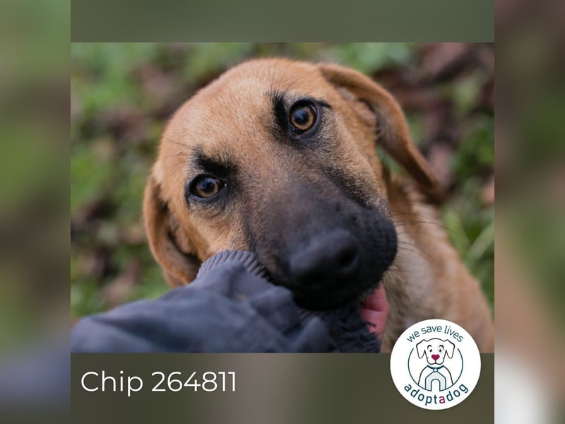 Chip 264811 sucht ein Zuhause