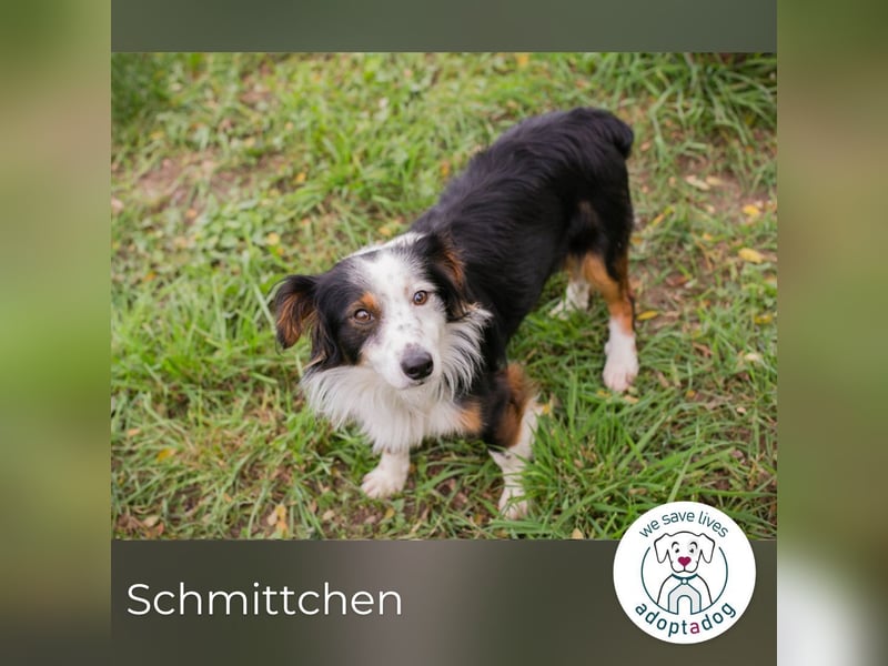Schmittchen: Junghund sucht ein Zuhaus