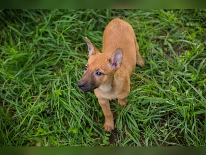 Cleo: Hundekind sucht ein Zuhause Cleo: Hundekind sucht ein Zuhause