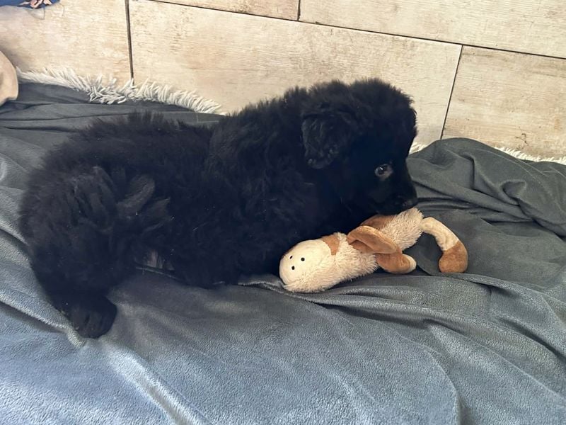 Chip 275371 sucht ein Zuhause