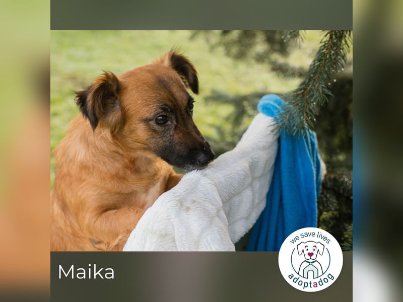 Maika sucht ein Zuhause