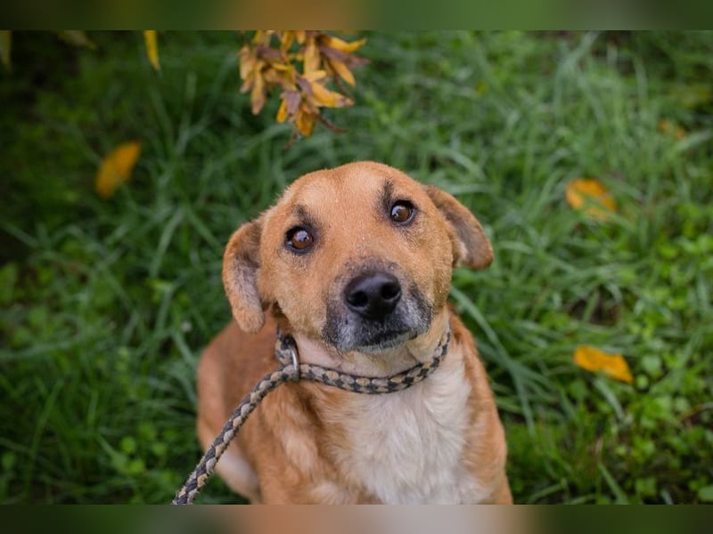 Chip 265594: Sucht ein Zuhause Chip 265594: Sucht ein Zuhause