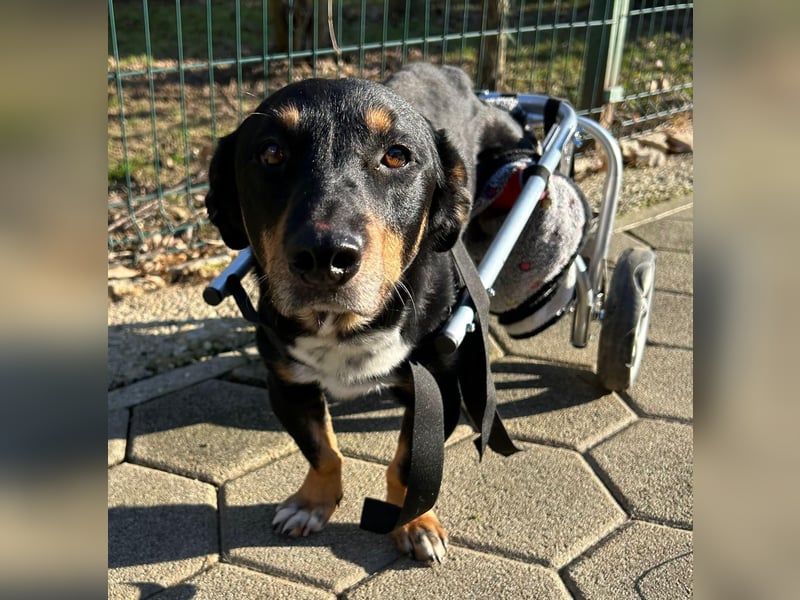 Sidney: Ein Wunder auf vier Pfoten