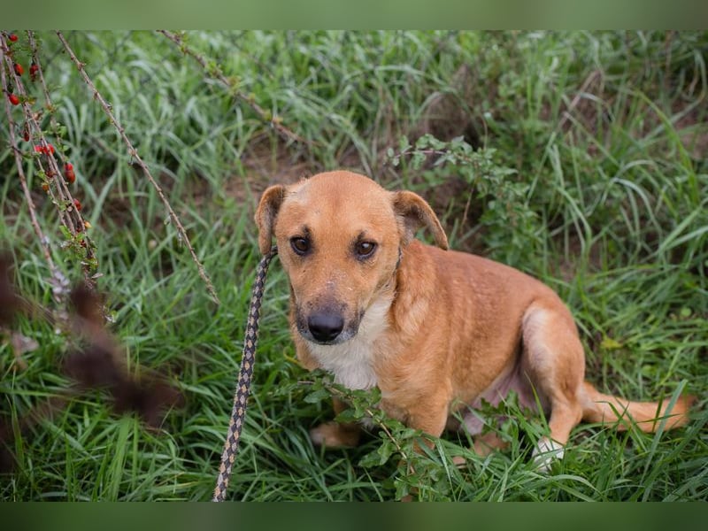 Chip 265594: Sucht ein Zuhause Chip 265594: Sucht ein Zuhause